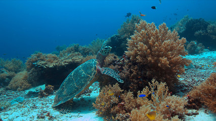 Hawksbill turtle on a colorful coral reef.