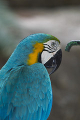 Beautiful color parrot