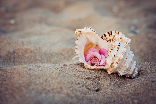 Wedding rings in a shell on sea coast