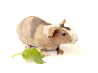 hairless guinea pig on a white background