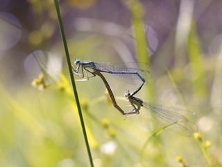 dragonfly sitting on the grass by the lake