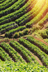 Strawberry farm on mountains in highland of Thailand.