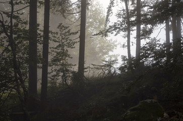 Fototapeta premium Bergwald im Nebel