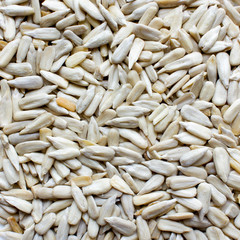 Sunflower seed background