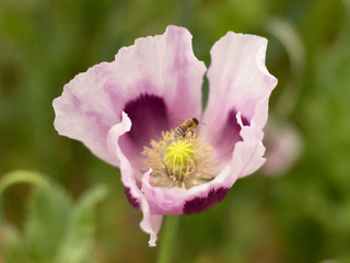 Fototapeta premium pink poppies blooming on the field