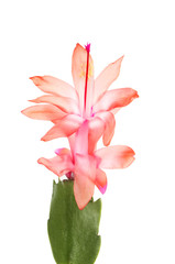 Christmas cactus flower