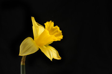 Daffodil flower against black