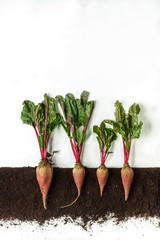 Beetroot. Growing plant isolated on white background