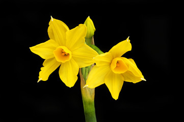 Sol D Or Narcissus flowers against black