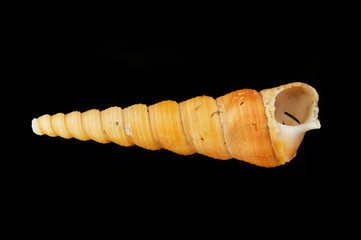 Spiral seashell against black