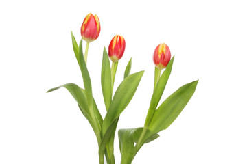 Tulip flowers against white