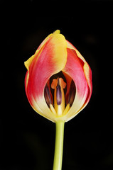 Tulip flower isolated against black