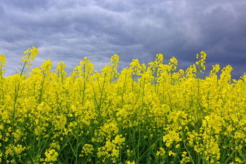 Rape flowers and gray clouds .