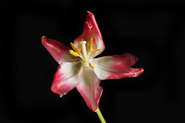 Wilting tulip flower against black