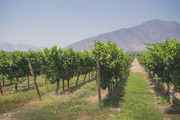 Fototapeta na wymiar Winery in Santiago, Chile