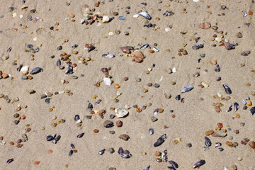 Pebbles and seashells on the beach