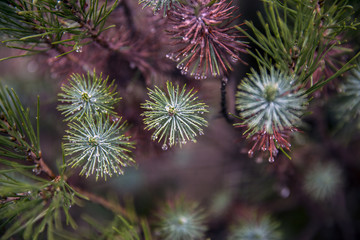 Planta con gotas de agua