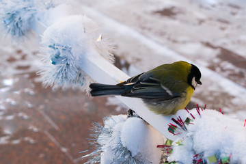 The bird most common in the winter sitting on a bench in the snow © golubka57