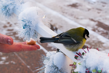 The bird most common in the winter sitting on a bench in the snow © golubka57