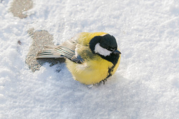 The bird most common in the winter sitting on the ground in the snow © golubka57