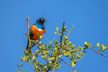 Superb starling or Lamprotornis superbus