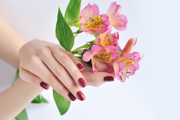Hands of a woman with dark red manicure on nails and flowers alstroemeria on a white background