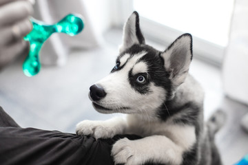 Husky Puppy