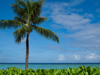 A palm tree and blue ocean under the blue sky in a tropical island　南の島（グアム）の青空と海の水平線と椰子の木
