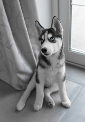 Husky Puppy