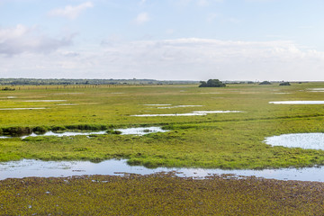 Puddles and Cows at farm