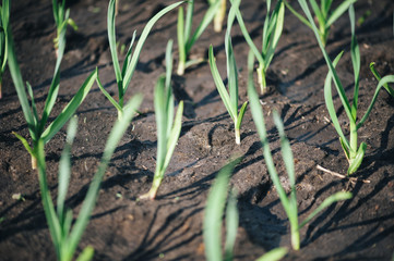 Fresh green spring onion growing in the garden bed
