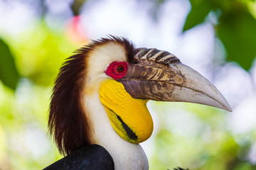 Wreathed Hornbill bird in Bali Island Indonesia