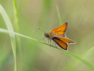 Skipper butterfly sitting on a plant