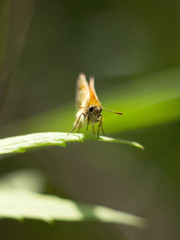 Skipper butterfly sitting on a plant