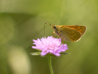 Skipper butterfly sitting on a plant