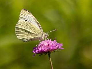 butterfly sitting on a plant