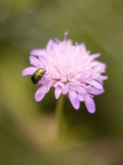 green beetle on pink flower