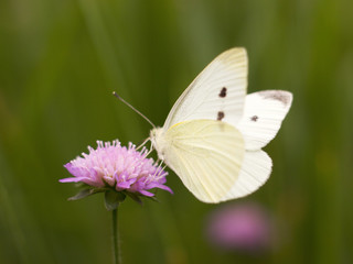 butterfly sitting on a plant