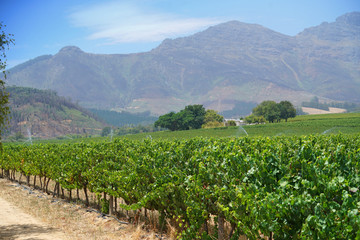 Fototapeta na wymiar View of Stellenbosch vineyards, South Africa
