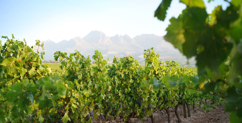 Fototapeta na wymiar Stellenbosch vineyards, South Africa