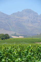 Fototapeta na wymiar View of Stellenbosch vineyards, South Africa