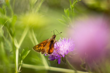 Skipper butterfly sitting on a plant