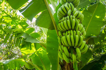 Naklejka premium Giant cavendish banana bunch on the plantation