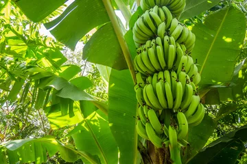 Cercles muraux Arbres Régime géant de bananes cavendish sur la plantation