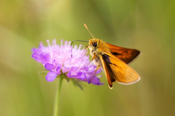 Skipper butterfly sitting on a plant