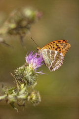 Butterfly (Argynnis pandora) on thistle