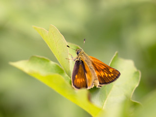 Skipper butterfly sitting on a plant