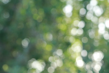 Obraz premium green blurred background