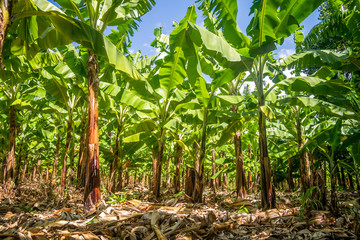 Naklejka premium Banana plantation is East Africa