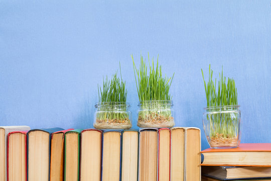 Young seedlings of green wheat sprouts, germinated wheat in glass jar on books over blue background. Agriculture education concept.